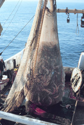 Commercial Fishing