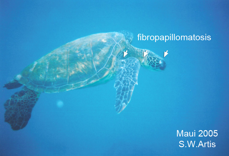 Sea Turtle with fibropapillomatosis