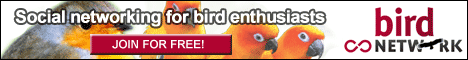 The Bird Network