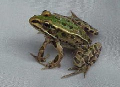 Deformed frog - 5 legs