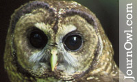 spotted owl spotted owl