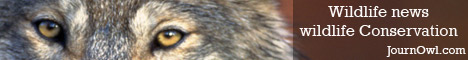 Gray wolf Gray wolf