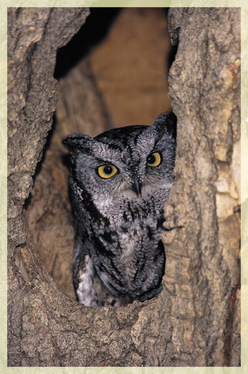 easter_screech_owl