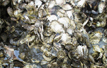 Oyster reef