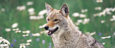 Coyote in field