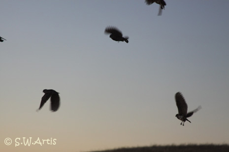 Burrowing Owls at Sunset