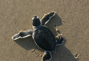 Green Sea Turtle Hatchling