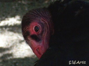 Turkey Vulture up close