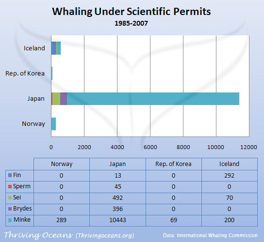 Whales killed under scientific permits
