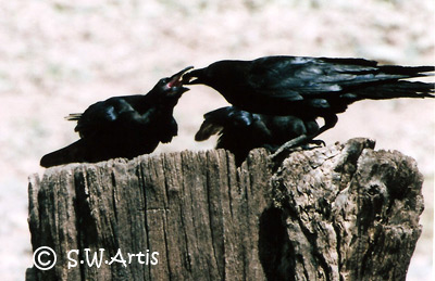 Social Corvidaes Social Corvidaes