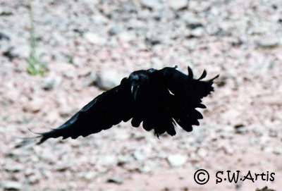 Corvidae landing Corvidae landing