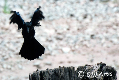 Corvidae landing on stump Corvidae landing on stump