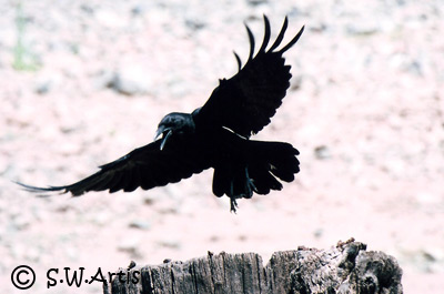 Corvidae landing on stump Corvidae landing on stump