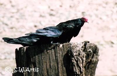 Crow and Turkey Vulture Crow and Turkey Vulture