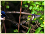 Marvelous Spatuletail