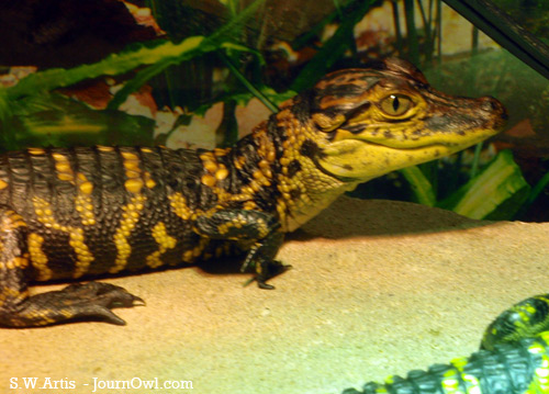 baby alligators baby alligators