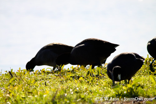 American Coots