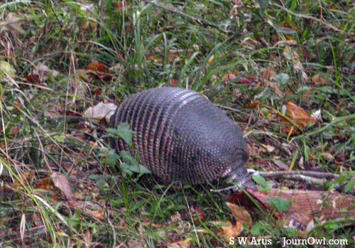 armadillo armadillo