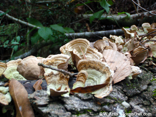 Fallen Tree Tree with lichens