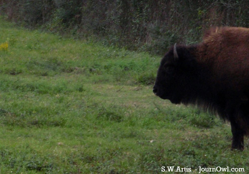 bison bison