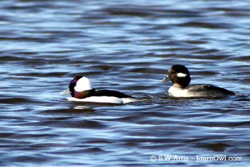 Bufflehead male and female