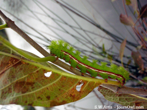 caterpillar caterpillar