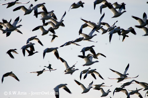 Snow Geese