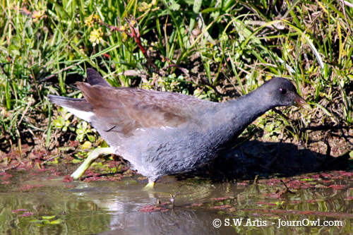 Common Moorhen