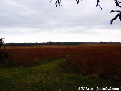 prairie at Armand Bayou prairie at Armand Bayou