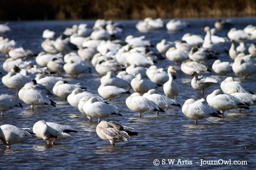 snow-ross_geese-swartis
