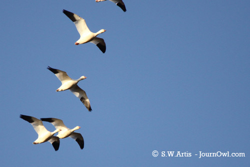 Snow Geese