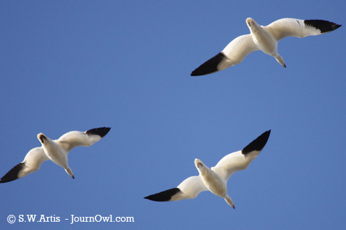 Snow Geese