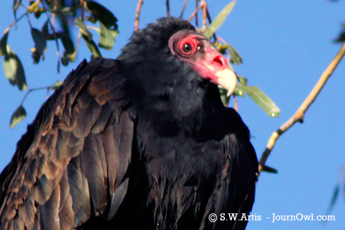 Turkey Vulture