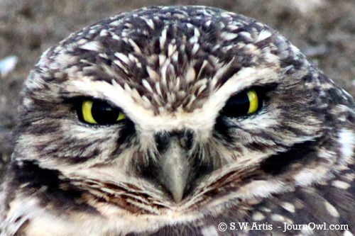 Western Burrowing Owl at Wildhorse Golf Club