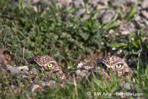 Burrowing Owl Pair