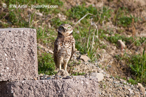 Burrowing Owl