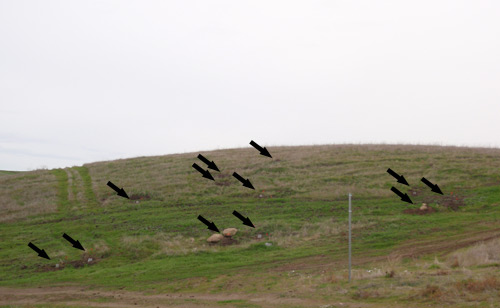 Arrows indicate blocked owl burrows