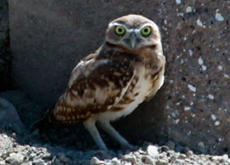 Antioch burrowing owl