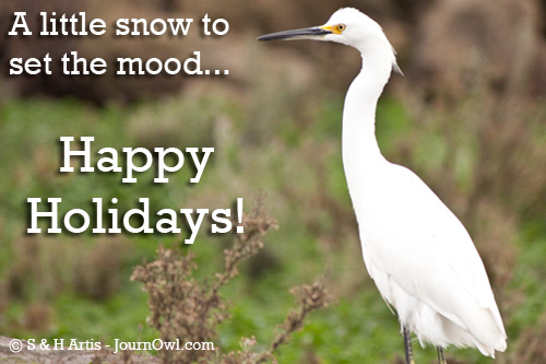 Happy Holidays - Snowy Egret