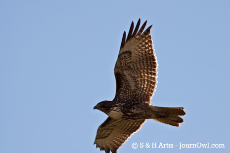 raptor_post6