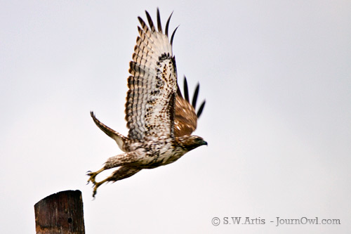Juvenile Red-tailed Hawk Juvenile Red-tailed Hawk