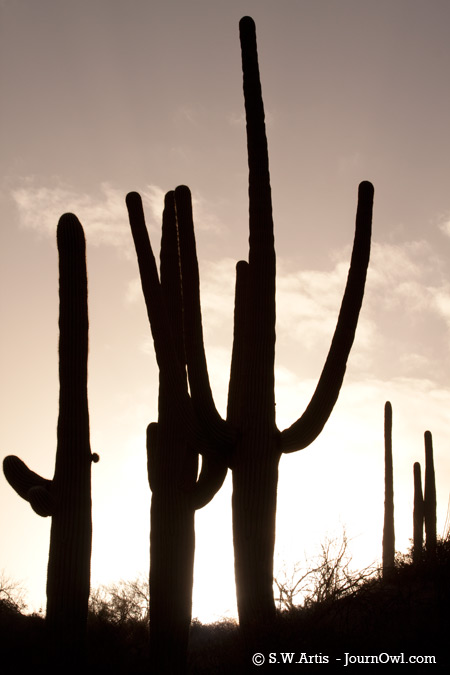 Saguaro Cacti