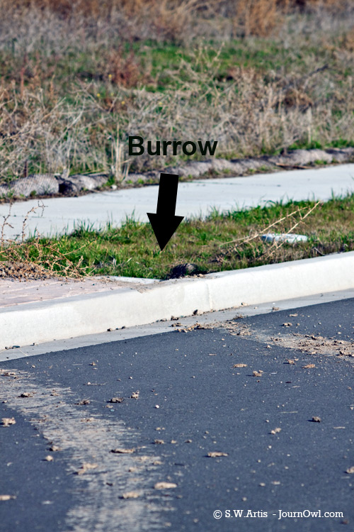 tracks show burrow run over by off-roaders