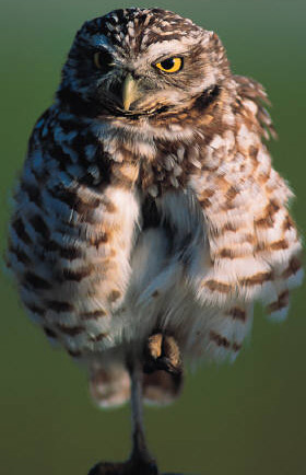 burrowing_owl