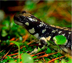 CA Tiger Salamander