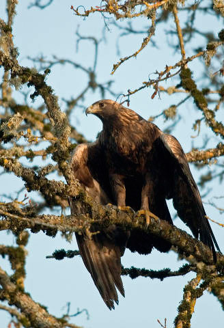 Golden eagle