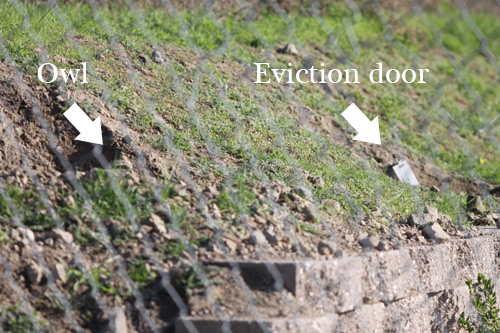 Burrowing owl and one-way door
