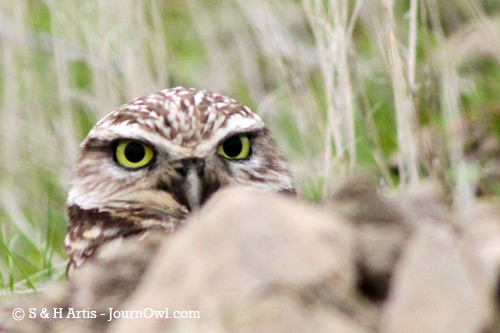 Burrowing Owl Antioch