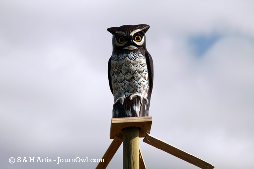 Owl Decoy on Blue Ridge Development