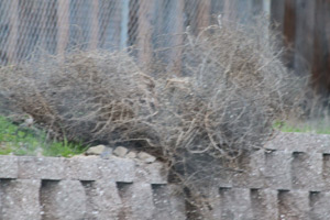 tumbleweeds blocking owl burrow